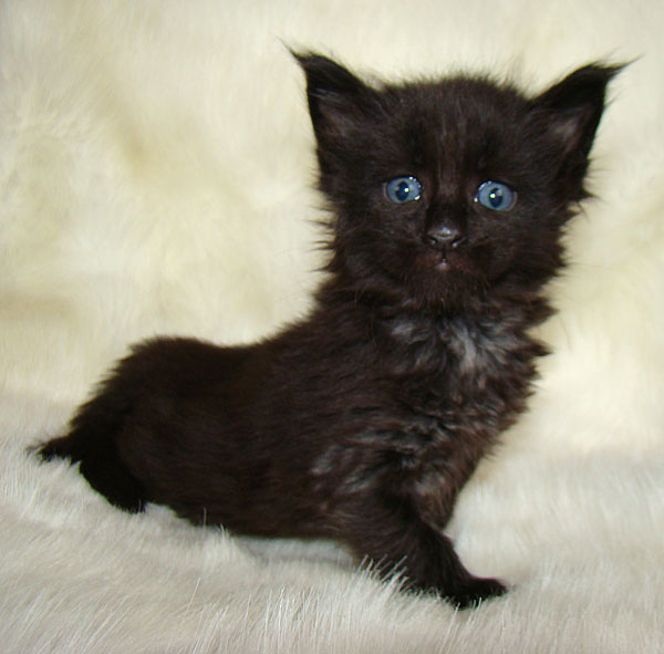     Catsvill County!   !    !       !!!    Catsvill County +7-926-544-74-09     .   ,   ,   ,    ,   ,  ,     ,   -,    ,   !